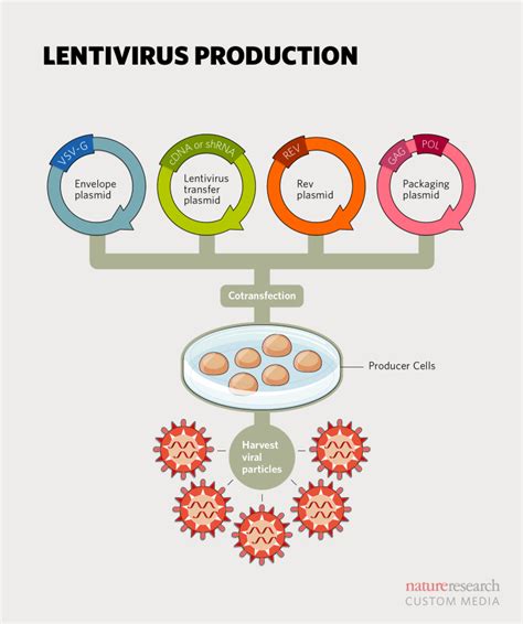 production of lentiviral vectors